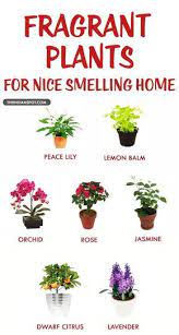 I Want Lavender Lily N Jasmine Plants Fragrant Plant Indoor Plants