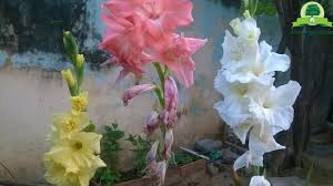 The flowering time of the gladiolus falls in the midsummer and extends from july into october. Gladiolus Seed Pods Harvesting Gladiolus Seeds Seed Collecting Series Gardengraduate Youtube