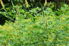 Image result for Crotalaria preladoi