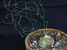 Image result for Schizobasis intricata