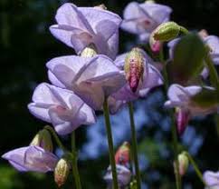 Image result for Hermannia burkei