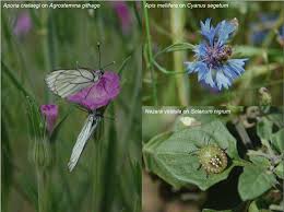 Weeds may cause problems with harvest, storage and processing. Agroecological Weed Control Using A Functional Approach A Review Of Cropping Systems Diversity Springerlink