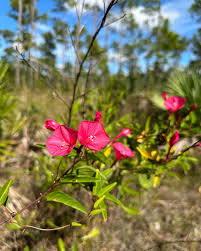 Image result for Ipomoea protea