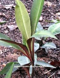 Permintaan yang tinggi serta produk yang di sukai. Anim Agro Technology Kacip Fatimah Herba Untuk Kulit