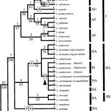 Image result for Lycium pilifolium