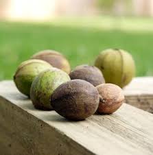 Rare in numbers, its hard and dense wood was used to make tool handles and furniture. Shellbark Hickory Hickory Nut Tree For Sale Hickory Tree Hickory Peach Trees