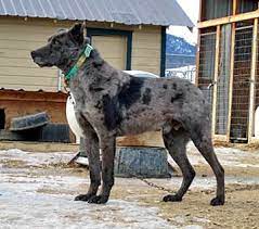 I Have A Lot Of Cowboy Friends Who Have Cattle Dogs And Swear By Them There Are Many Breeds But One Seems To Standout Cattle Dog Rare Dog Breeds Working Dogs