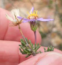 Image result for Felicia filifolia