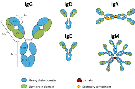 Antibody Isotypes Subtypes Absolute Antibody