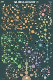 Evolution And Classification Of Life Poster Tree Of Life Evolution Greek Mythology Family Tree Family Tree Poster