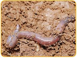 We did not find results for: Prakarya Budidaya Satwa Harapan Education Quiz Quizizz