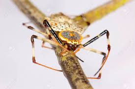 We did not find results for: Yellow Black White Spider Stock Photo Picture And Royalty Free Image Image 25336131