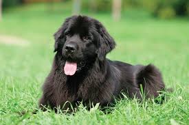 Standard, bronze, silver, gold, and platinum. Sweet Pea Newfoundlands All The Information About Sweet Pea Newfoundlands Craig Newfoundland Puppies Pet Services