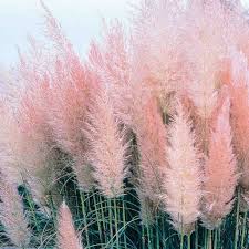 Always water your newly planted grass thoroughly after transplanting. Pampas Grass Seeds Pink Mckenzie Seeds