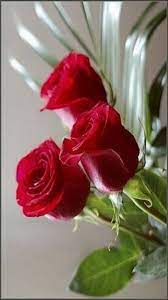 It is very popular to decorate the background of mac, windows, desktop or android device beautifully. Mobile Wallpapers Beautiful Flowers Images