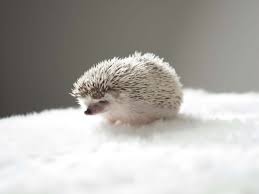 how to bathe a hedgehog: the correct method