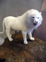 Pin On 12th Scale Animals