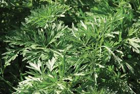 Image result for Artemisia sp.no.1