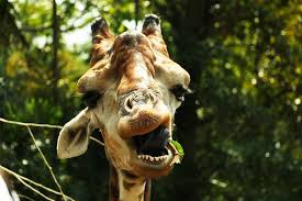 Giraffe insects face funny photoshop picture. Pictures Of Funny Animals That You Need In Your Life Reader S Digest