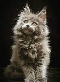 Blu River Maine Coons Home Facebook