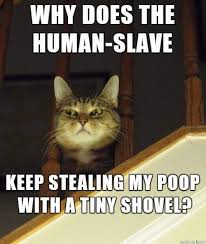 Pin On Cats