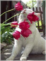 Bullzara Felines I Love Pink Tulips On We Heart It Http Weheartit Com Entry 50368030 Via Bullzara Via Tumblr Cats Pretty Cats Crazy Cats