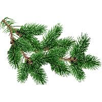 Image result for free image fir tree