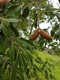 Image result for Diplorhynchus