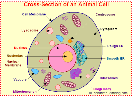 Discover how a forensic scientist analyses cells to help solve crimes. Animal Cell Organelles Text Images Music Video Glogster Edu Interactive Multimedia Posters