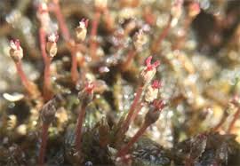 Image result for Inversodicraea