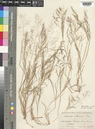 Image result for Eragrostis aethiopica