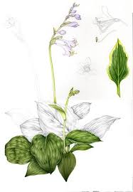Hosta Lovely Plant The Milky Greens And Clean Purples Are Lush I Particulalry Like The Longditudi Botanical Drawings Botanical Illustration Flower Drawing
