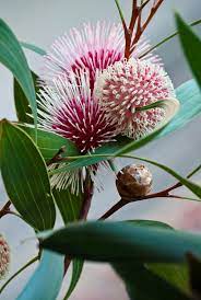 How To Grow Australian Native Flowers The Most Commonly Loved Australian Native Flower Australian Flowers Australian Native Flowers Australian Native Plants