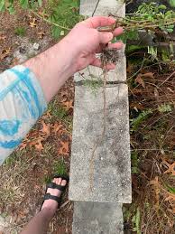 Image result for Indigofera demissa