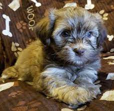 Check spelling or type a new query. 2 Cute Havanese Puppies Kody A Chocolate Sable Male Summer 2018 Puppies Havanese Puppies Havanese