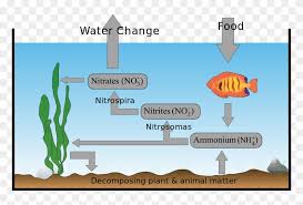 Most of the nitrogen on earth is in the atmosphere. Coral Reef Nitrogen Cycle In A Fish Tank Clipart 1343724 Pikpng