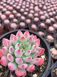 Flowers are tubular, orange and appear on showy spikes, usually from early winter to early spring. Sedeveria Blue Elf Bring Happiness To Your Garden Unusualseeds