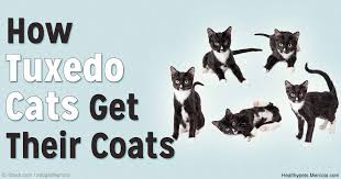 Jan 27, 2020 · having white spots on your teeth can be undesirable, but they are rarely a serious medical concern. Is Your Kitty Adorned With Any Of These Furry Special Effects