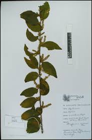 Image result for Opilia amentacea