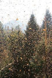 Monarch Butterfly Release Monarch Butterfly Migration Monarch Butterfly Animal Migration