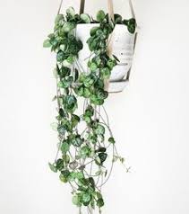 Check spelling or type a new query. String Of Hearts Rosary Vine