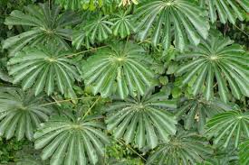 Image result for Musanga leo-errerae