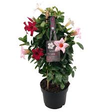 Image result for dipladenie sanderi obrázek