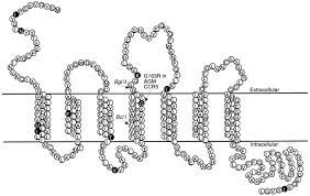 Human ccr5 is 352 amino acids (aa) in length with a predicted molecular weight of 40 kda. A Critical Site In The Core Of The Ccr5 Chemokine Receptor Required For Binding And Infectivity Of Human Immunodeficiency Virus Type 1 Journal Of Biological Chemistry