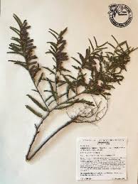 Image result for Chamaecrista grantii