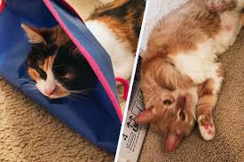 Engineer cats that change colour in response to radiation. Cats And Anesthesia When They Need It The Risks And How To Care For Cats After Anesthesia Catster