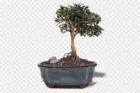 Sageretias will survive temperatures just below freezing but it is highly recommended to keep them in conditions that rarely drop below around 10 c to keep them in continual growth. Chinese Sweet Plum Buxus Microphylla Indoor Bonsai Tree Tree Bird Bonsai Tree Sageretia Theezans Png Pngwing