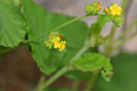 Image result for Waltheria