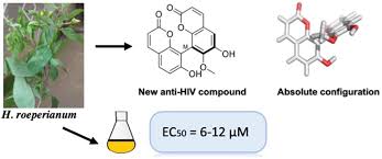 Image result for Hypericum roeperianum