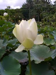 White Lotus Pamplemousses Botanical Garden Mauritius Botanical Gardens Lily Lotus Lotus Blossom
